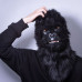 MR GORILLA
